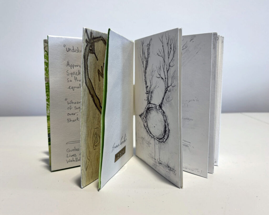 Small handmade artist’s book shown with its pages fanned open in an arc against a white background. Several thick white card pages stand upright, revealing glimpses of the interior artwork and text. Visible pages include a lightly sketched tree branch or trunk, a delicate black line drawing of bare branches growing from a circular form, and a page with handwritten notes or quotations in pencil. The layered pages create a sculptural, accordion-like effect, showing the book’s handmade construction and varied illustrated contents.